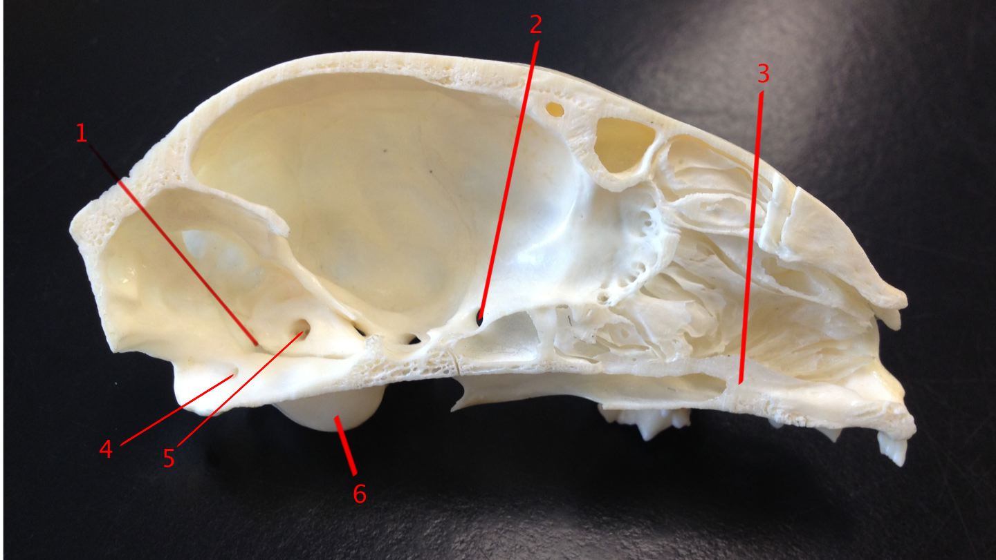 Anatomy Of Cat Skull